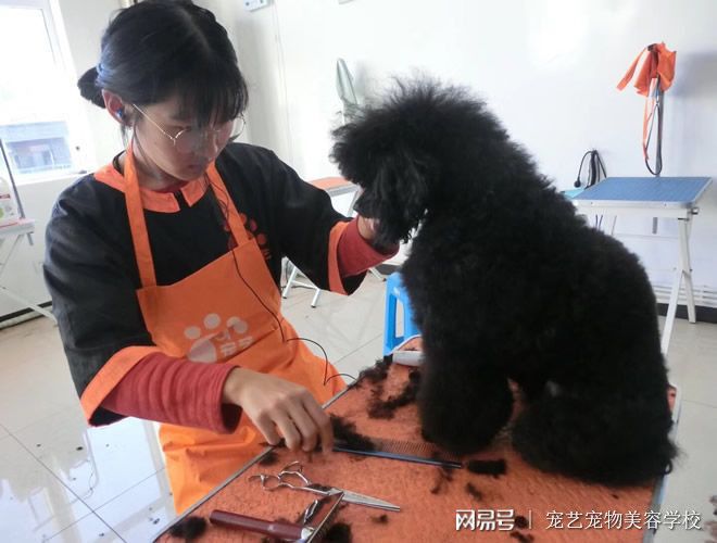 M6米乐手机登录APP入口汽车美容美容师怎么考广西宠物美容师资格证怎么考